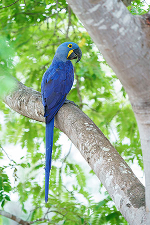 Guacamayo jacinto o azul (Anodorhynchus hyacinthinus)