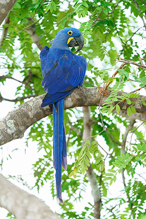Guacamayo jacinto o azul (Anodorhynchus hyacinthinus)