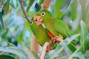 Cotorra ojiblanca (Psittacara leucophthalmus)