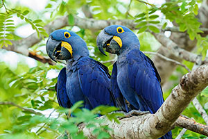 Guacamayo jacinto o azul (Anodorhynchus hyacinthinus)