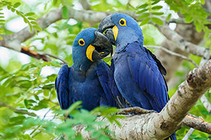 Guacamayo jacinto o azul (Anodorhynchus hyacinthinus)