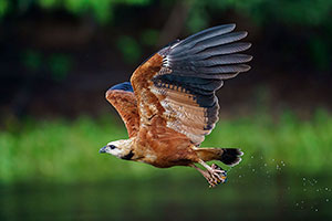 Busardo colorado (Busarellus nigricollis)