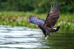 Gavilán cangrejero grande (Buteogallus urubitinga)