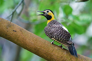 Carpintero campestre (Colaptes campestris)