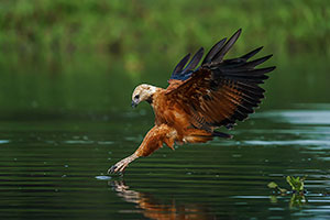 Busardo colorado (Busarellus nigricollis)