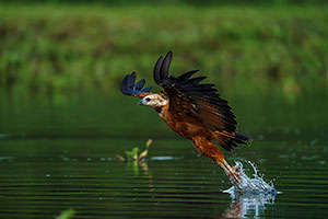 Busardo colorado (Busarellus nigricollis)