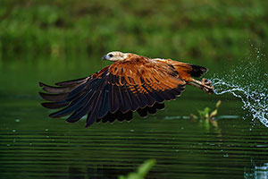Busardo colorado (Busarellus nigricollis)