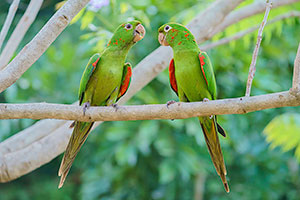 Cotorra ojiblanca (Psittacara leucophthalmus)