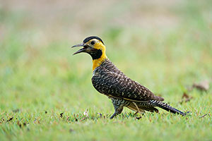 Carpintero campestre (Colaptes campestris)