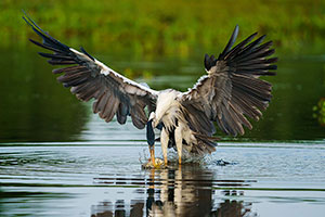 Garza cuca o garza mora (Ardea cocoi)