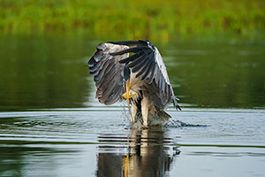 Garza cuca o garza mora (Ardea cocoi)