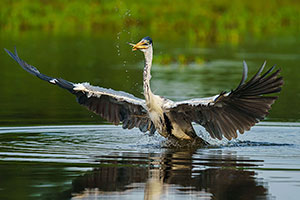 Garza cuca o garza mora (Ardea cocoi)