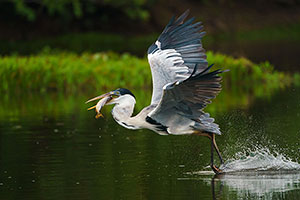 Garza cuca o garza mora (Ardea cocoi)