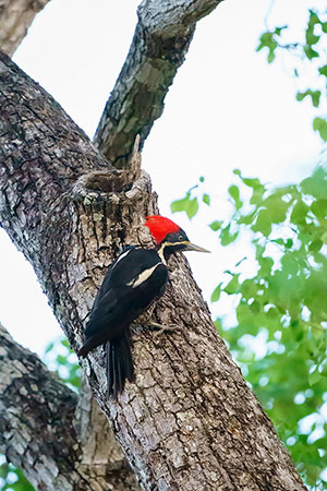 Picamaderos listado (Dryocopus lineatus)