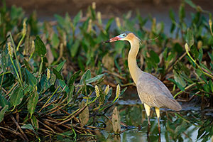 Garza chiflona (Syrigma sibilatrix)