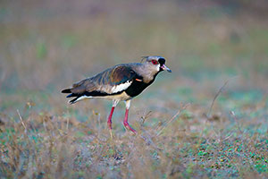 Avefría tero (Vanellus chilensis)