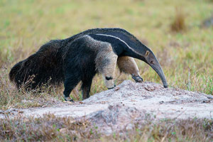 Oso hormiguero gigante (Myrmecophaga tridactyla)