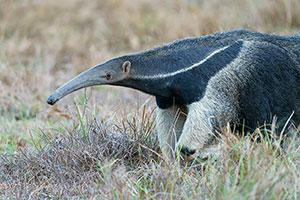 Oso hormiguero gigante (Myrmecophaga tridactyla)
