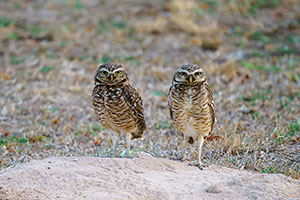 Mochuelo de madriguera (Athene cunicularia)