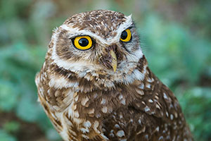 Mochuelo de madriguera (Athene cunicularia)