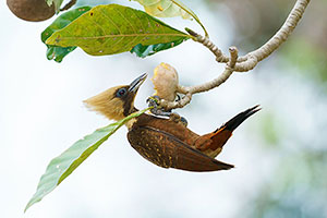 Carpintero lúgubre (Celeus lugubris)