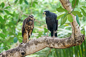 Gavilán cangrejero grande (Buteogallus urubitinga)