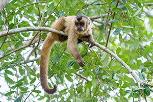 Mono capuchino de Azara o mono caí bayo (Sapajus cay)
