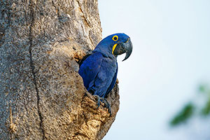 Guacamayo jacinto o azul (Anodorhynchus hyacinthinus)