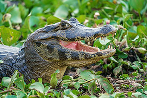Yacaré negro (Caiman yacare)