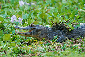 Yacaré negro (Caiman yacare)