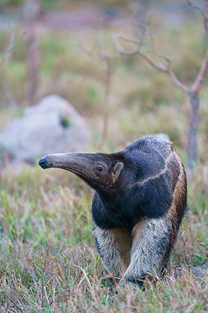 Oso hormiguero gigante (Myrmecophaga tridactyla)
