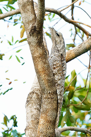 Nictibio grande (Nyctibius grandis)