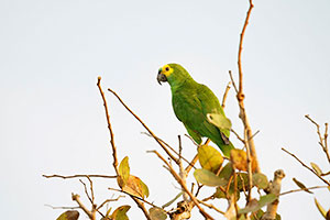 Loro hablador o frentiazul (Amazona aestiva)