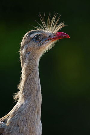 Seriema de patas rojas (Cariama cristata)