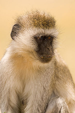 Cercopiteco verde (Chlorocebus pygerythrus). P.N. del Serengeti