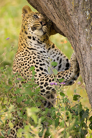 Leopardo (Panthera pardus). P.N. del Serengeti