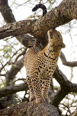 Leopardo (Panthera pardus). P.N. del Serengeti