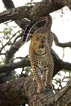 Leopardo (Panthera pardus). P.N. del Serengeti