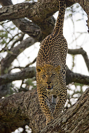 Leopardo (Panthera pardus). P.N. del Serengeti