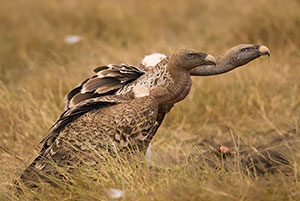 Buitre dorsiblanco africano (Gyps africanus). P.N. del Serengeti