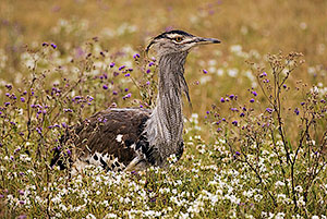 Avutarda kori (Ardeotis kori). Zona de conservación de Ngorongoro