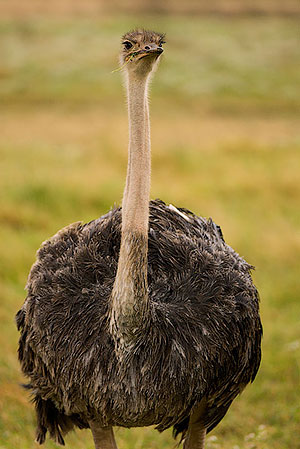 Avestruz (Struthio camelus). Zona de conservación de Ngorongoro