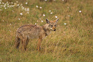 Chacal dorado africano (Canis lupaster). Zona de conservación de Ngorongoro