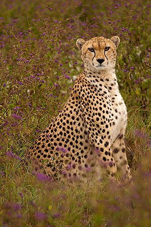 Guepardo (Acinonyx jubatus). Zona de conservación de Ngorongoro