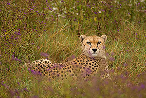 Guepardo (Acinonyx jubatus). Zona de conservación de Ngorongoro