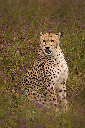 Guepardo (Acinonyx jubatus). Zona de conservación de Ngorongoro