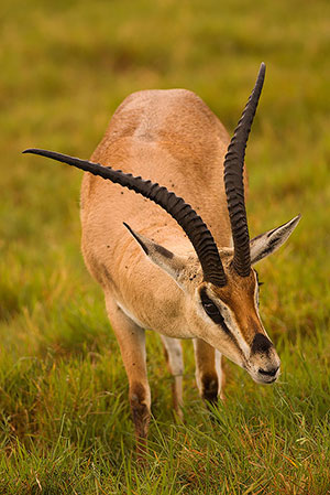 Gacela de Grant (Nanger granti). Zona de conservación de Ngorongoro