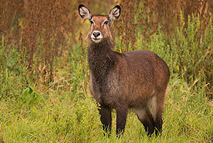Antílope acuático (Kobus ellipsiprymnus). Zona de conservación de Ngorongoro