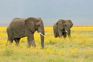 Elefante africano de sabana (Loxodonta africana). Zona de conservación de Ngorongoro