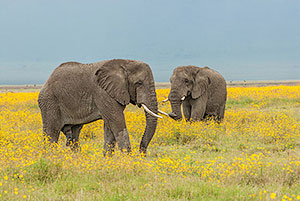 Elefante africano de sabana (Loxodonta africana). Zona de conservación de Ngorongoro
